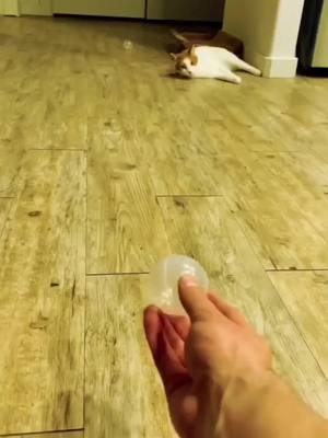 #animals #funnyvideos #funny 