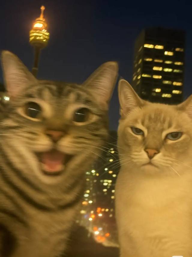 Selfie with gf #cat #cats #catsoftiktok #catlover #cattok   