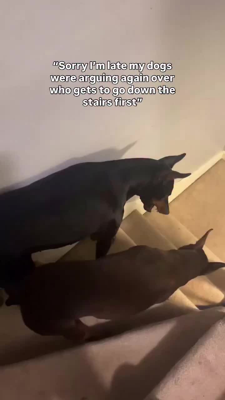 @shaadowdoberman outlier video
