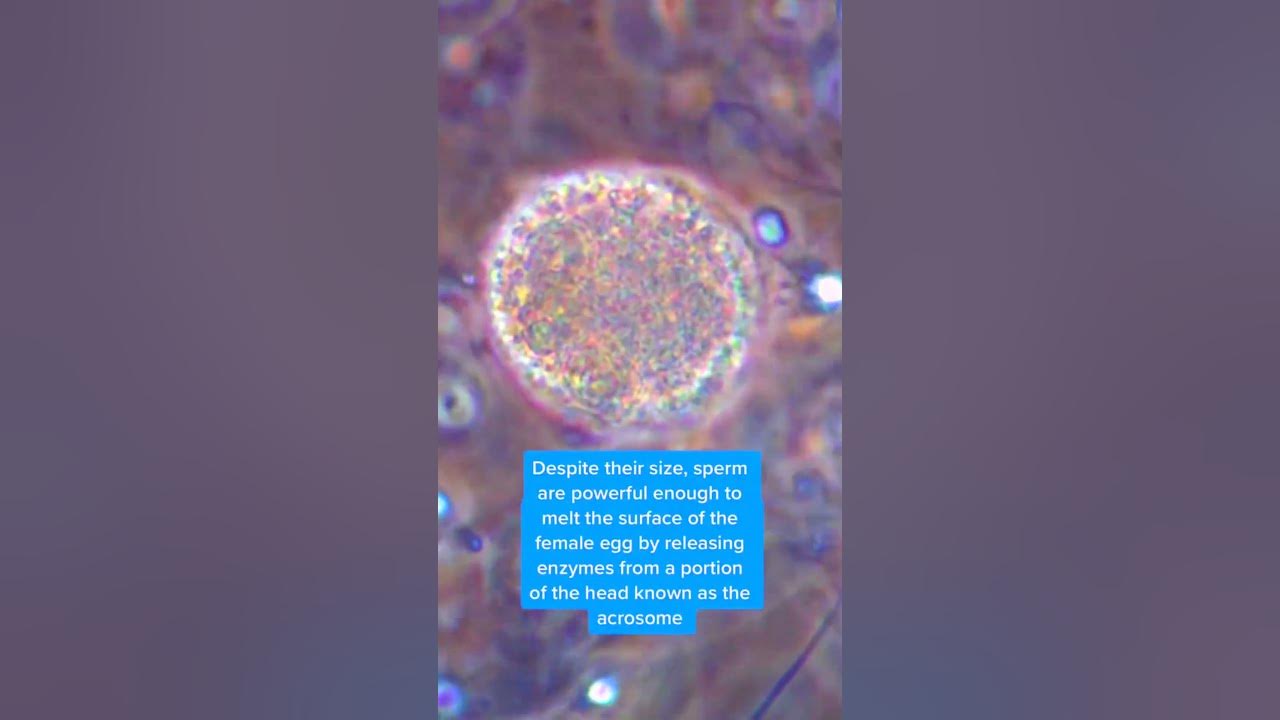 @scienceinspector3783 outlier video