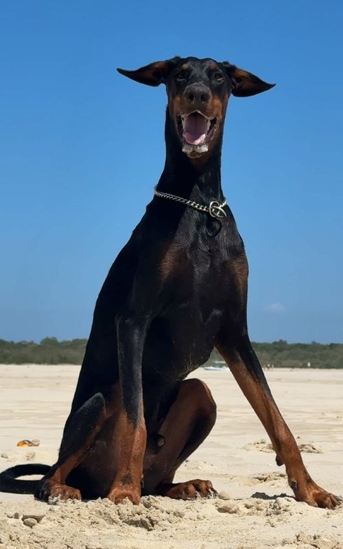 @wallythedoberman outlier video