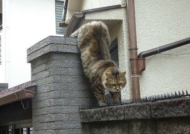 #cat #fypシ #couple #fyp #foryou #foryoupage #couple 