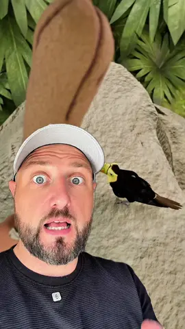 @davestestingai outlier video