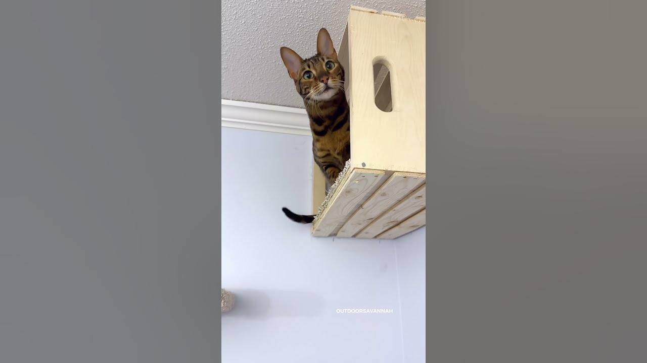 I Built A Cat Wall Playground