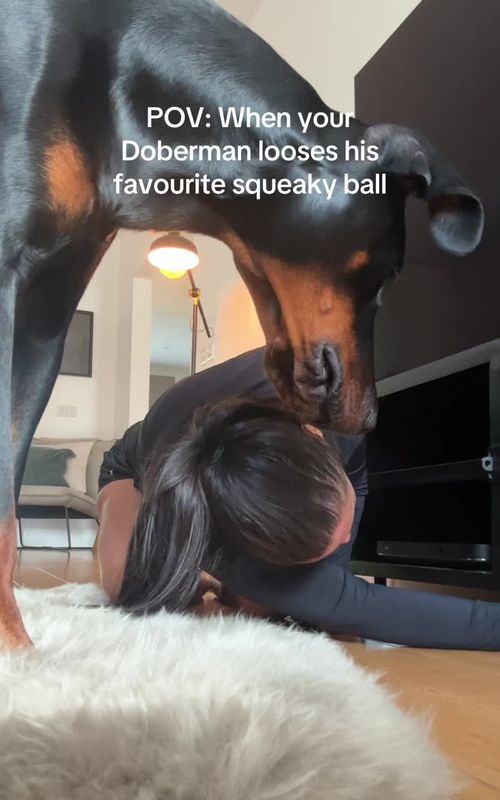 @doberman_jax outlier video