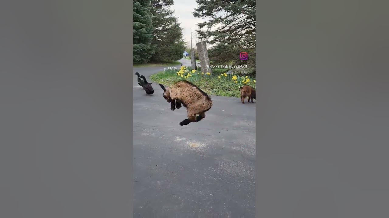 @HappyTreeHobbyfarm-kw5sy outlier video
