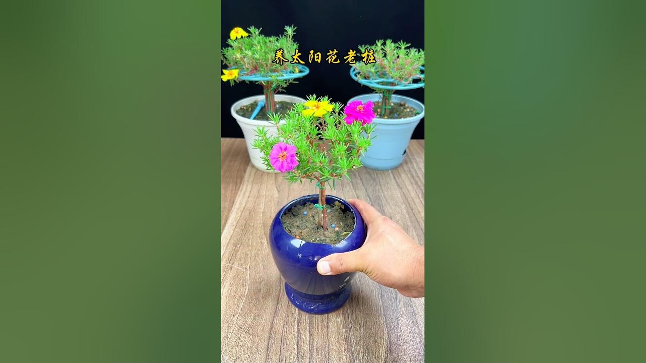 @Bd_growing outlier video
