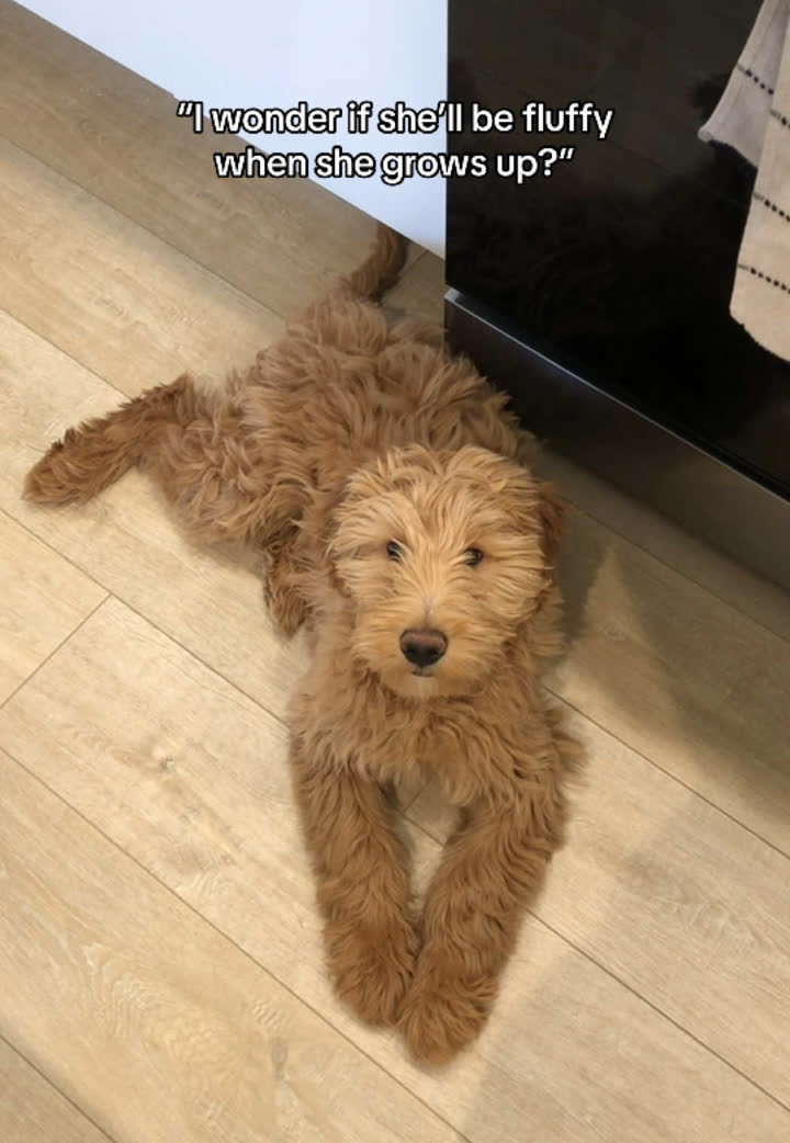 Slowed Acoustic 'The Night We Met' trend example by @strudelthedoodle