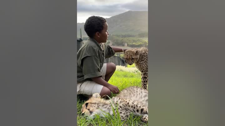 Would You Pet a Cheetah in Africa?